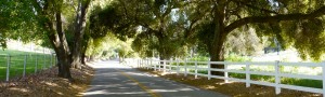 Image of Tree Shaded Country Road in De Luz