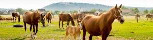 Image of Horses in a Pasture